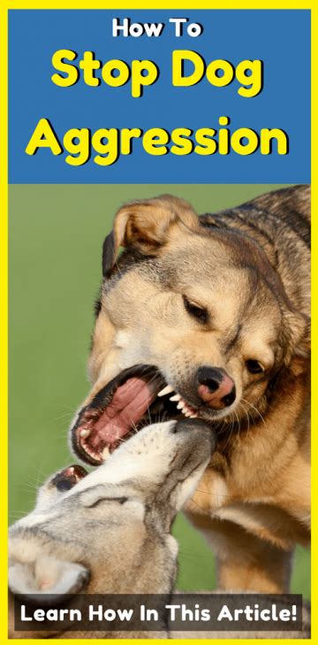 How to Stop Dog Aggression - Dog How To