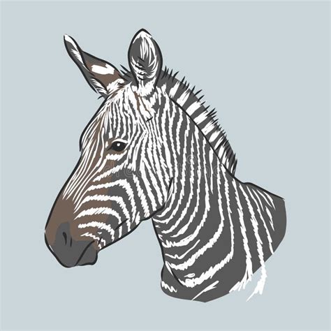 Illustration Vector Doodle Hand Drawn Of Sketch Zebra Standing Isolated