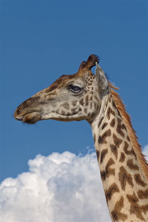 Giraffe Safari Afrika Kostenloses Foto Auf Pixabay Pixabay