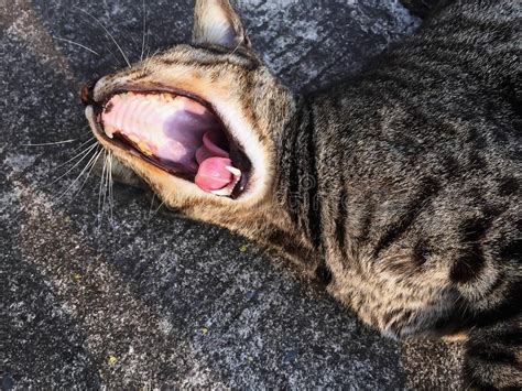 Gato Marrom Do Close Up Que Dorme No Assoalho Foto De Stock Imagem De