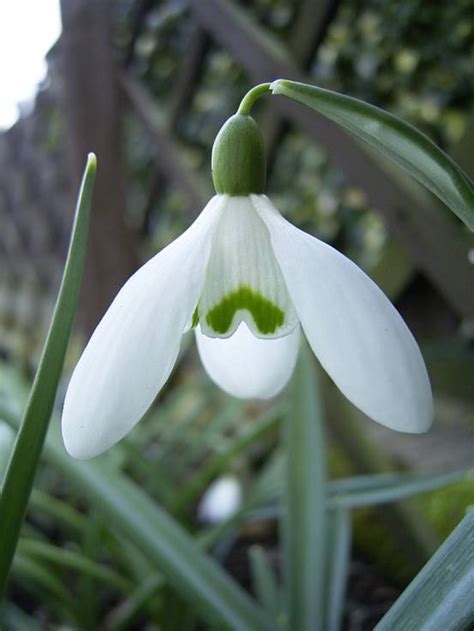 Galanthus S Arnott Harveys Garden Plants