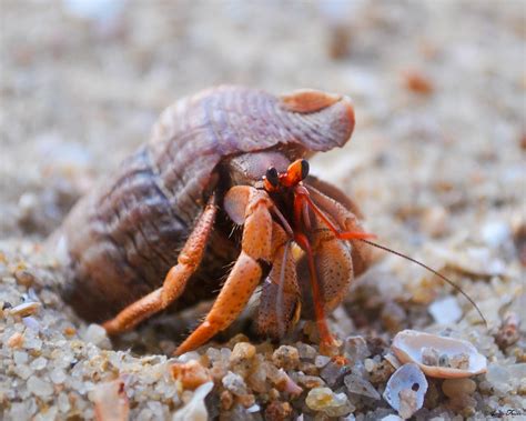 Hermit Crab Pagurus Bernhardus Passekudha Sri Lanka Flickr