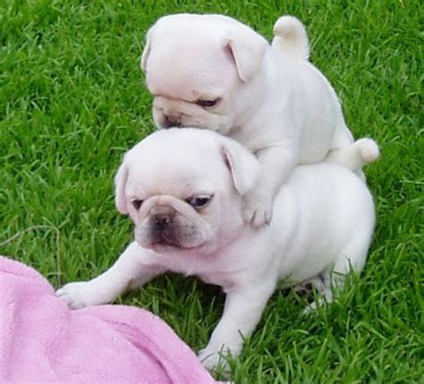 Cute White Pug Puppies Cute Pugs Baby Pugs Black Pug Puppies