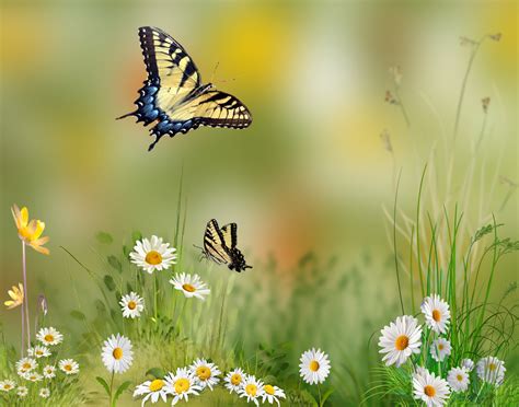 Butterfly Daisies Flowers Hd Desktop Wallpapers K Hd Images