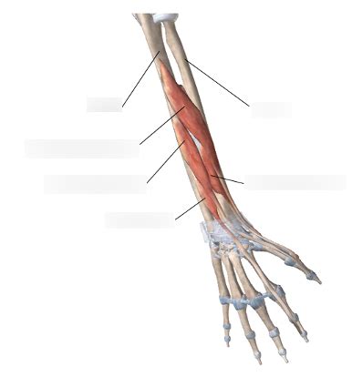 Deep Extensors Of The Hand And Wrist Diagram Quizlet