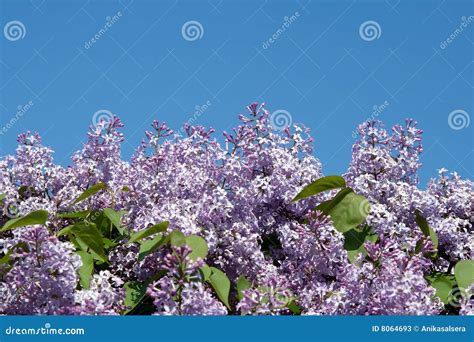 Blooming Lilacs On Blue Sky Background Stock Image Image Of Botanical