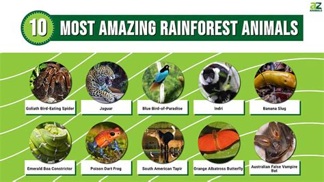 The 10 Most Amazing Rainforest Animals - A-Z Animals