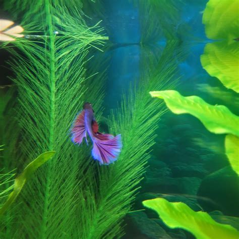 Today I found my dream betta fish 🥰 Any name suggestions?! (Something