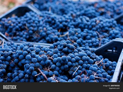 Blue Grapes, Image & Photo (Free Trial) | Bigstock