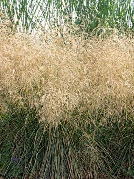 Deschampsia cespitosa 'Bronzeschleier' / Garten-Schmiele 'Bronzeschleier'