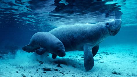 Manatees Wallpapers Wallpaper Cave