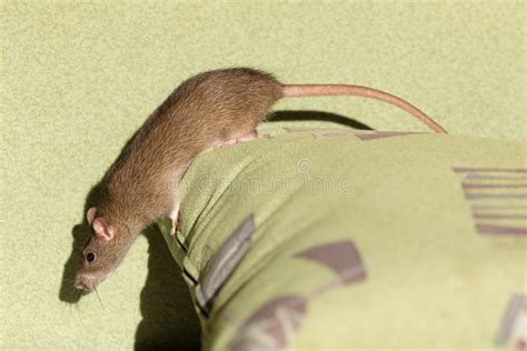 246 Rat Couch Stock Photos Free And Royalty Free Stock Photos From