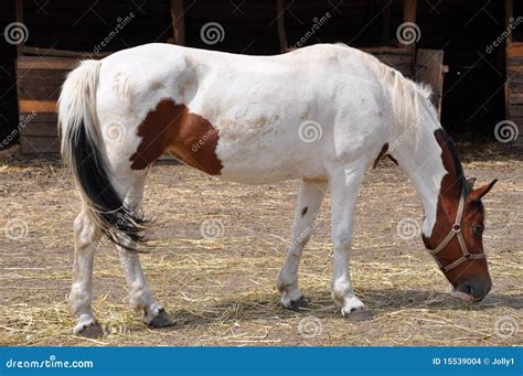 Brown And White Horse Stock Photo Image Of Wild Rural 15539004