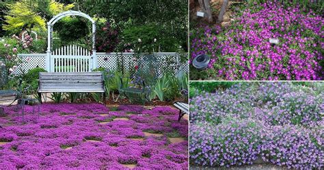 Best Groundcovers With Purple Flowers Balcony Garden Web