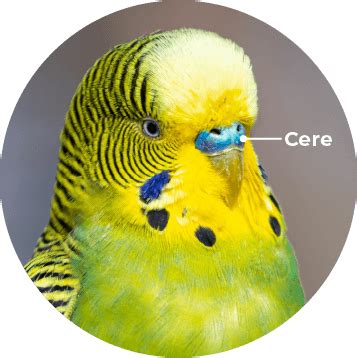 Scaly Face Mite Avimec Budgerigars Treatment Vetafarm