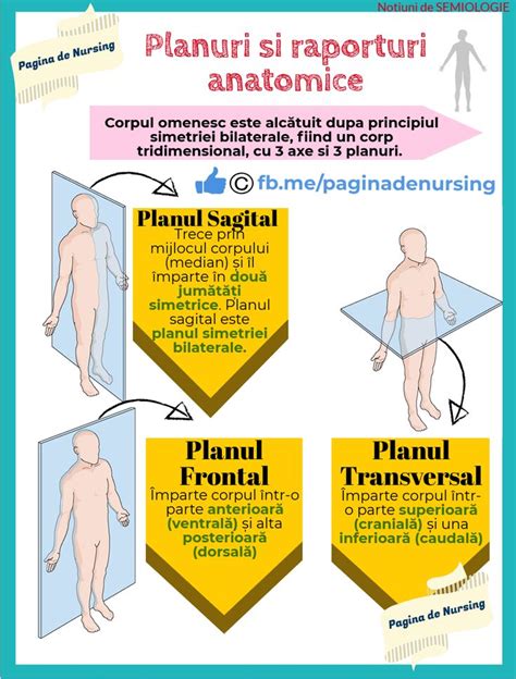 Planuri I Raporturi Anatomice Medical Anatomy Medical Anatomy