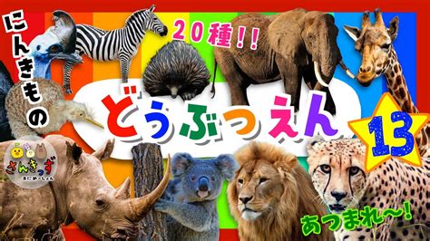 【子供向け どうぶつアニメ】動物園へ行こう！part13どうぶつえんで人気の動物が20種類も大集合！コアラ キリン ライオン｜動く動物図鑑で