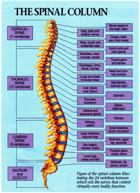 Spinal Cord Worksheets & Facts | Anatomy, Function, Injuries