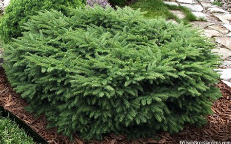 Buy Bird S Nest Spruce Picea Abies Nidiformis FREE SHIPPING