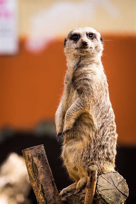 Meerkat Photos Download The Best Free Meerkat Stock Photos And Hd Images