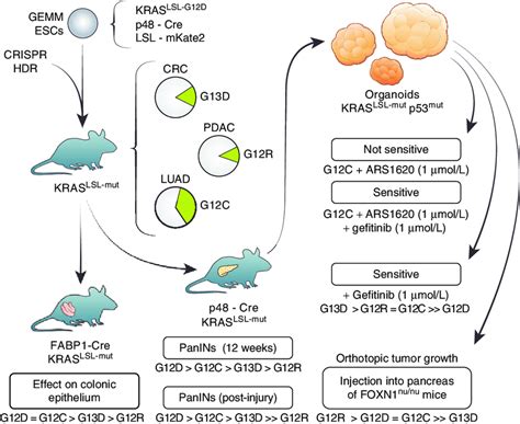 Evaluating The Mutation Specific Functions Of KRAS Using Genetically