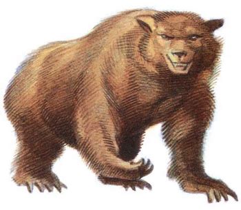 Brown bear | Forgotten Realms Wiki | Fandom