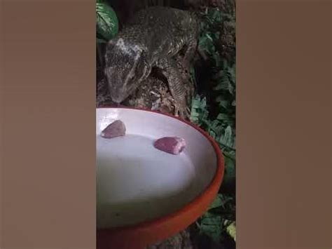 Varanus exanthematicus Steppenwaran Bruno Varani am Fressen - YouTube
