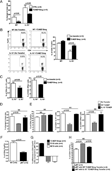 Transfer Of T2 MZP Bregs Resets The Balance Between Tregs And Th1 Th17