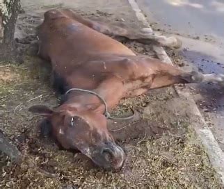 Cavalo vítima de maus tratos é sacrificado em Maceió Alagoas 24 Horas