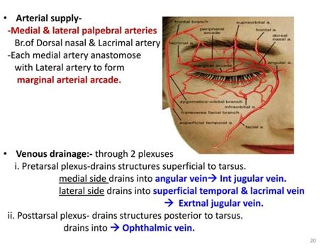 Eyelid Anatomy And Lacrimal Pump Physiology