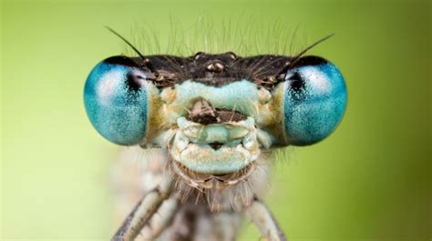 The Insect Head Guide To The Antennae Eyes And Mouthparts Earth Life