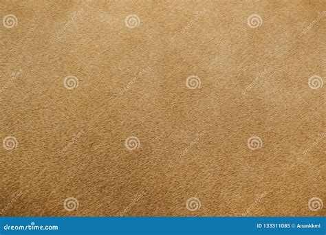 Real Lion Fur Texture Stock Image Image Of Hairy Close 133311085