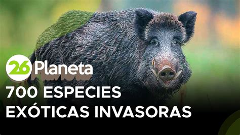 En Argentina Hay M S De Especies Ex Ticas Invasoras Cu Les Son Y