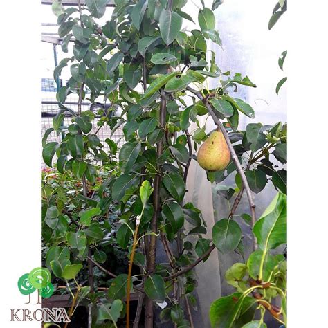 Груша Лимонка Фото – Telegraph