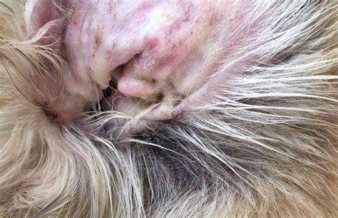 Otitis en perro de agua español I Causas síntomas y tratamiento