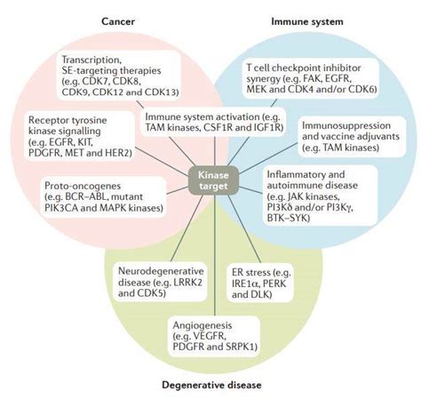 Kinase Inhibitors Work in Cancer, Autoimmune Diseases and Inflammation ...