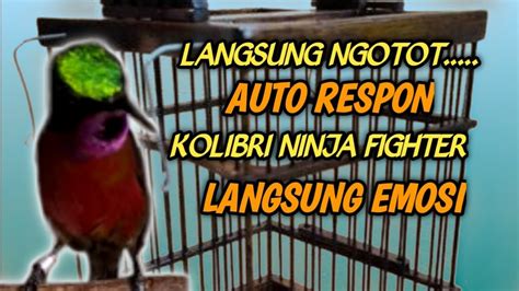 AMPUH Sekali Pancing Konin Langsung NGOTOT Emosi Pancingan Kolibri