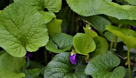 Leaves Plant Viola Free Photo On Pixabay Pixabay