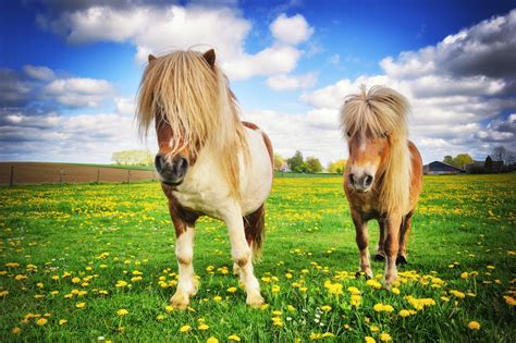 Shetland Pony Breed Guide | Pet Insurance Review