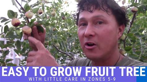 Easy To Grow Fruit Tree That Can Thrive With Little Care In Zones 5 9 Jujube Aka Chinese Date