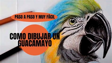 Tutorial Como Dibujar Una Guacamaya Realista Paso A Paso Muy F Cil