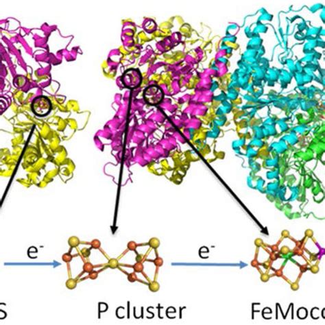 Electron Transfer Chain In Nitrogenase PDB Codes 1FP6 Nitrogenase Fe