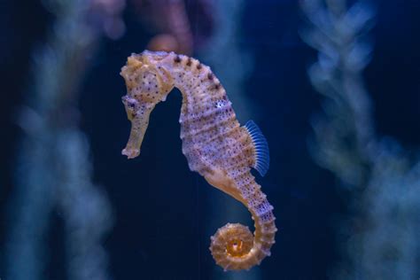 Close Up Shot of a SeahorseFree Stock Photo