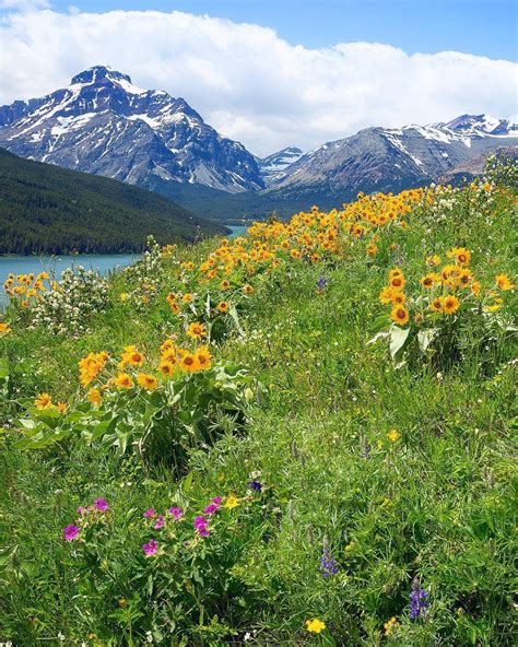 Wildflowers And Lavender Glacier National Park 1080x1350 Nature