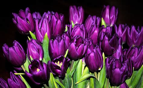 Download Bud Purple Flower Bouquet Nature Tulip Hd Wallpaper