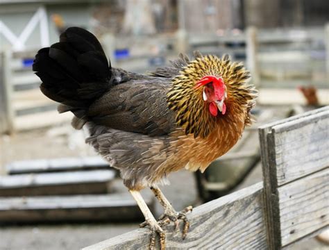 Brown Leghorn Day-Old Baby Chicks | Chickens For Backyards