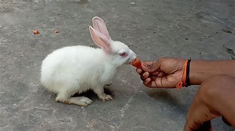 Rabbit🐇🐰 Eating Carrot🥕🥕 Ll Rabbit Youtube