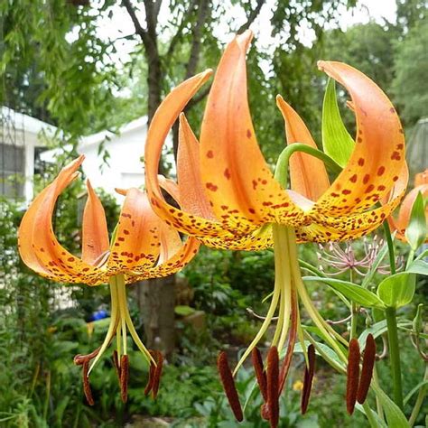 Amazon CHUXAY GARDEN Orange Lilium Superbum Seed 20 Seeds Rare