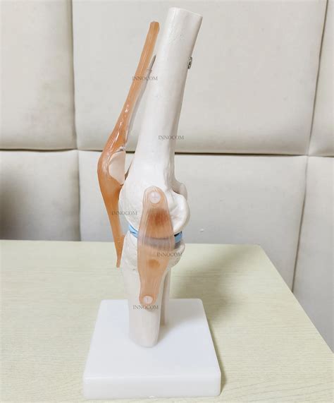 Life Size Knee Joint Anatomical Model Medical Science Educational Pvc