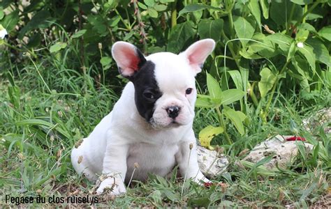 Magnifiques Chiots Bouledogue Français Uncompagnonfr